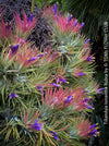 Tillandsia Ionantha Rubra, organically grown air plants for sale at TOMs FLOWer CLUB.