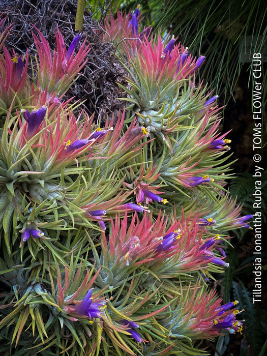 Tillandsia Ionantha Rubra, organically grown air plants for sale at TOMs FLOWer CLUB.