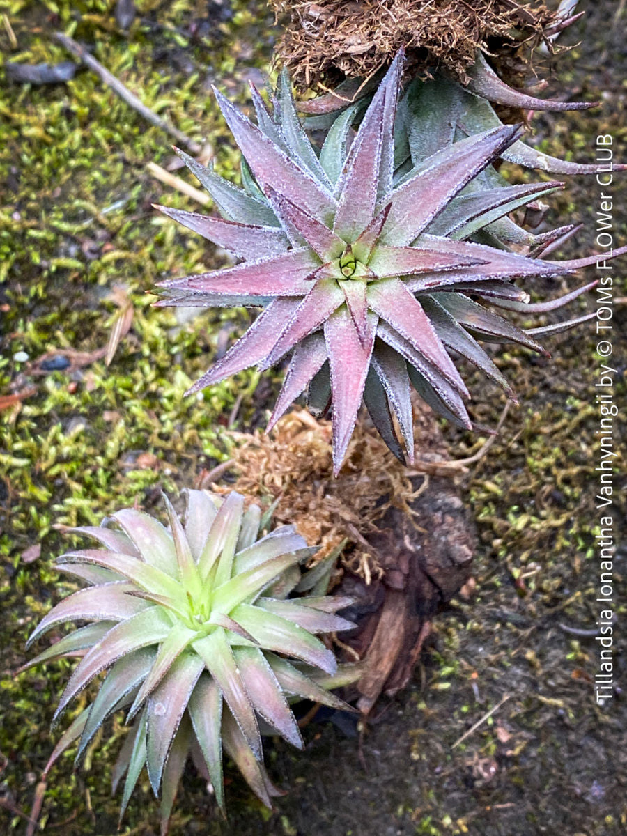 vanhyningii air plant Tillandsia Ionantha Vanhyningii | organically grown tropical air plants