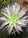Tillandsia Ionantha Vanhyningii on drift wood for sale at TOMs FLOWer CLUB