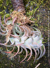 Tillandsia Ionantha Vanhyningii on drift wood for sale at TOMs FLOWer CLUB