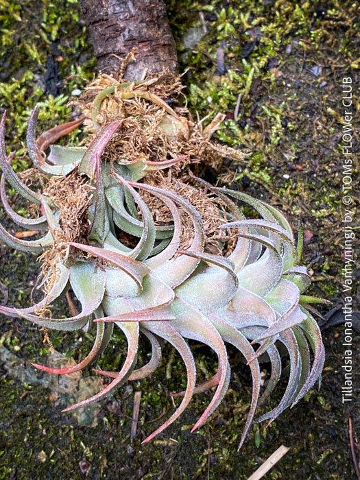 Tillandsia Ionantha Vanhyningii on drift wood for sale at TOMs FLOWer CLUB