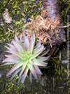 Tillandsia Ionantha Vanhyningii on drift wood for sale at TOMs FLOWer CLUB