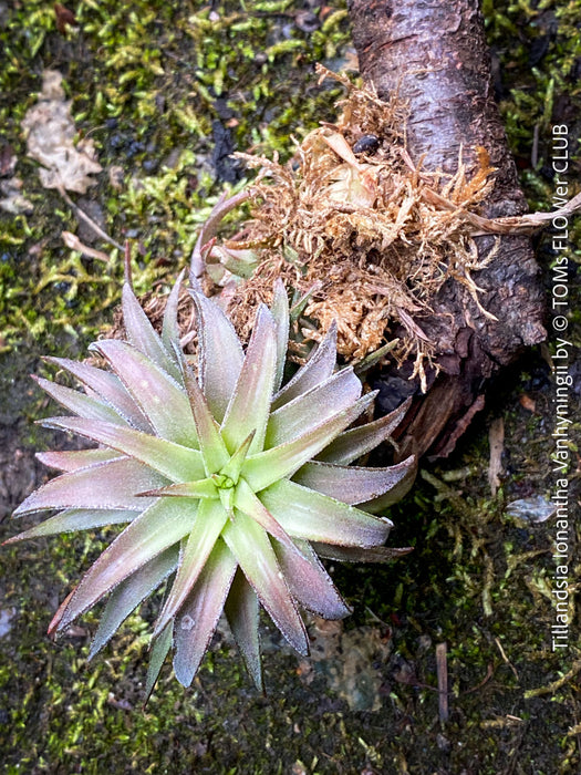 Tillandsia Ionantha Vanhyningii on drift wood for sale at TOMs FLOWer CLUB