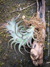 Tillandsia Ionantha Vanhyningii on drift wood for sale at TOMs FLOWer CLUB
