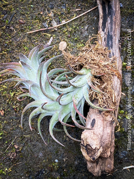 Tillandsia Ionantha Vanhyningii on drift wood for sale at TOMs FLOWer CLUB