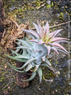 Tillandsia Ionantha Vanhyningii on drift wood for sale at TOMs FLOWer CLUB