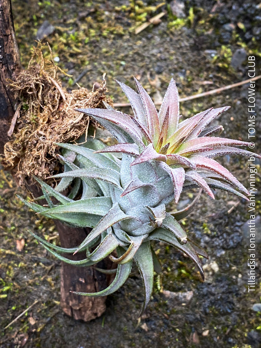 Tillandsia Ionantha Vanhyningii on drift wood for sale at TOMs FLOWer CLUB
