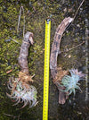 Tillandsia Ionantha Vanhyningii on drift wood for sale at TOMs FLOWer CLUB