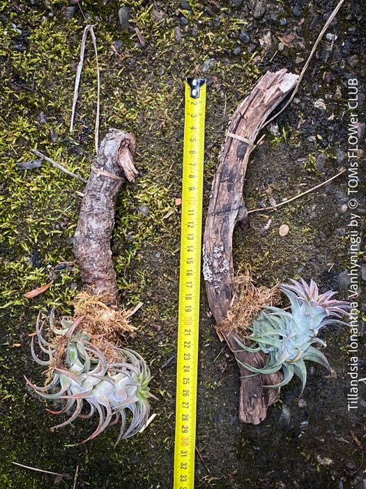 Tillandsia Ionantha Vanhyningii on drift wood for sale at TOMs FLOWer CLUB