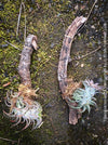 Tillandsia Ionantha Vanhyningii on drift wood for sale at TOMs FLOWer CLUB