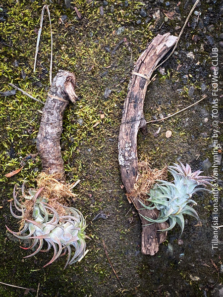 Tillandsia Ionantha Vanhyningii on drift wood for sale at TOMs FLOWer CLUB