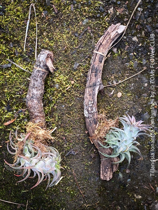Tillandsia Ionantha Vanhyningii on drift wood for sale at TOMs FLOWer CLUB