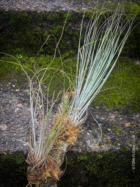 Tillandsia juncea on plum wood, air plant, Luftpflanze, organically grown air plants for sale at TOMs FLOWer CLUB.