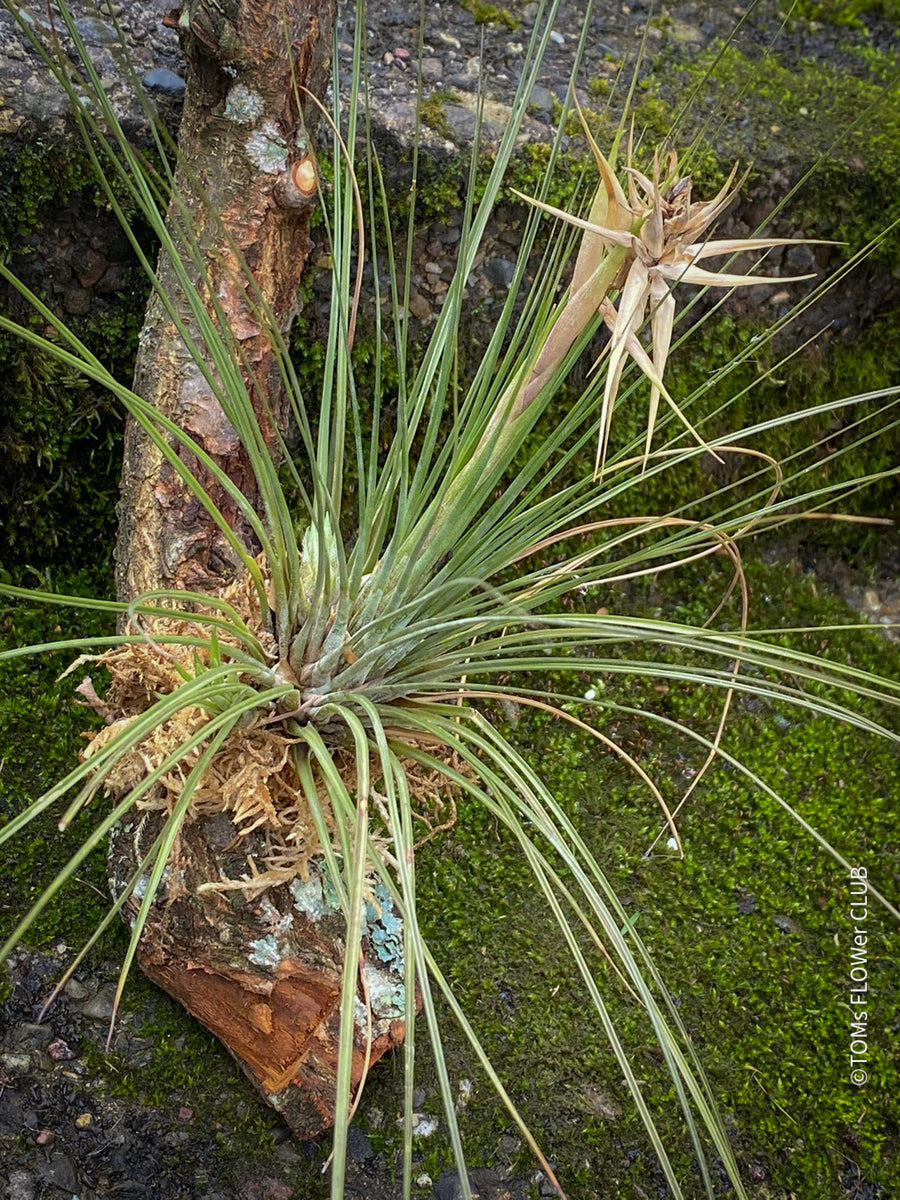 juncifolia air plant care Tillandsia juncifolia | organically grown tropical air plants