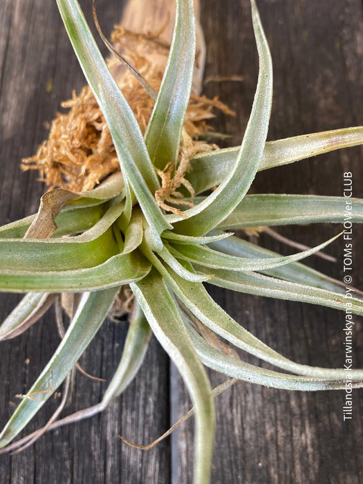 Tillandsia karwinskyana with slender, silvery-gray leaves mounted on cork oak wood from TOMs FLOWer CLUB.