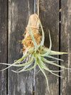 Tillandsia karwinskyana air plant enjoying rain and wind, organically nurtured at TOMs FLOWer CLUB.