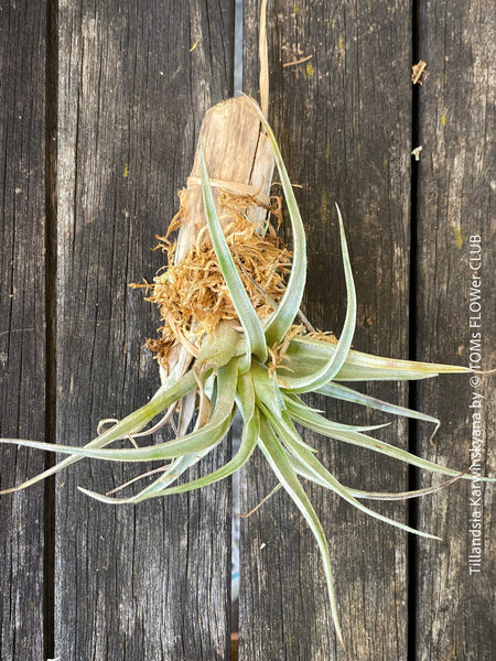 Tillandsia karwinskyana air plant enjoying rain and wind, organically nurtured at TOMs FLOWer CLUB.