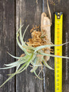 Organically grown Tillandsia karwinskyana with vibrant blooms and no over-fertilization from TOMs FLOWer CLUB.