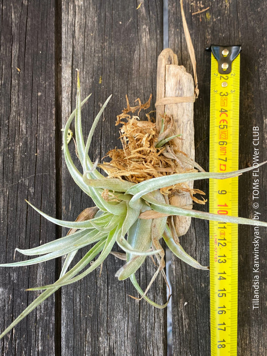 Organically grown Tillandsia karwinskyana with vibrant blooms and no over-fertilization from TOMs FLOWer CLUB.