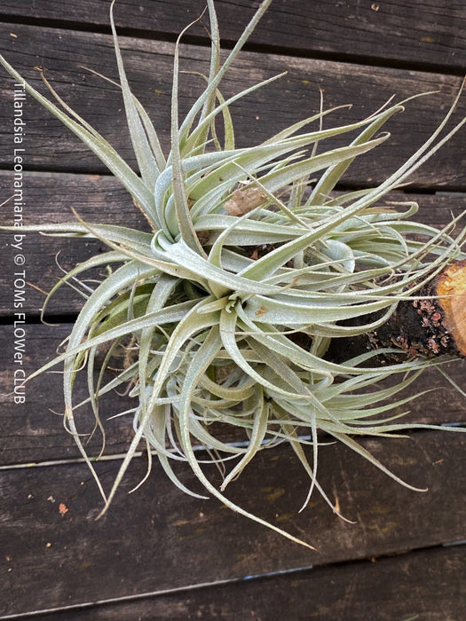 Tillandsia leonamiana tied to driftwood with silvery-green leaves from TOMs FLOWer CLUB.