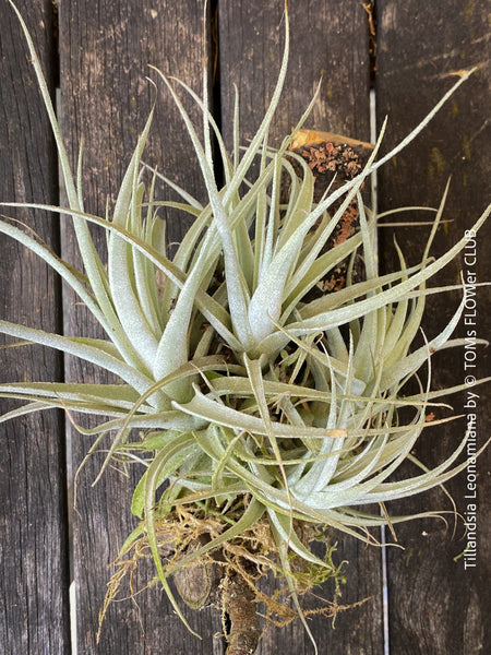 Tillandsia leonamiana tied to driftwood with silvery-green leaves from TOMs FLOWer CLUB.