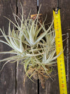 Tillandsia leonamiana tied to driftwood with silvery-green leaves from TOMs FLOWer CLUB.