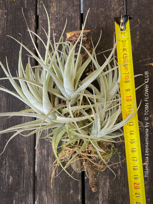 Tillandsia leonamiana tied to driftwood with silvery-green leaves from TOMs FLOWer CLUB.