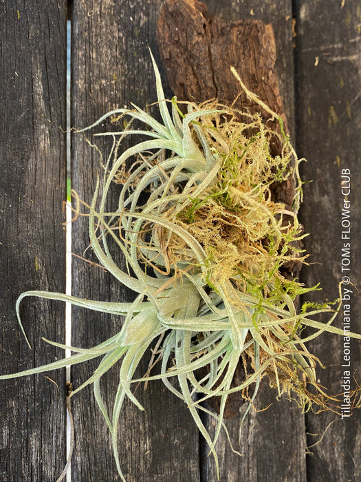 Tillandsia leonamiana tied to driftwood with silvery-green leaves from TOMs FLOWer CLUB.