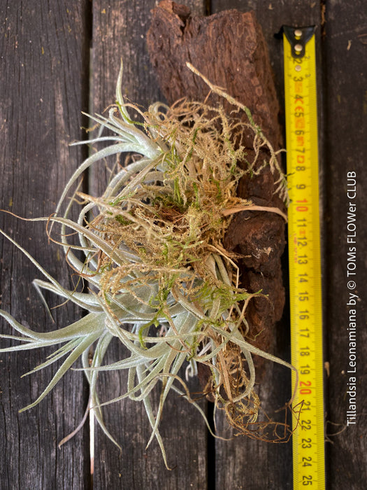 Tillandsia leonamiana tied to driftwood with silvery-green leaves from TOMs FLOWer CLUB.