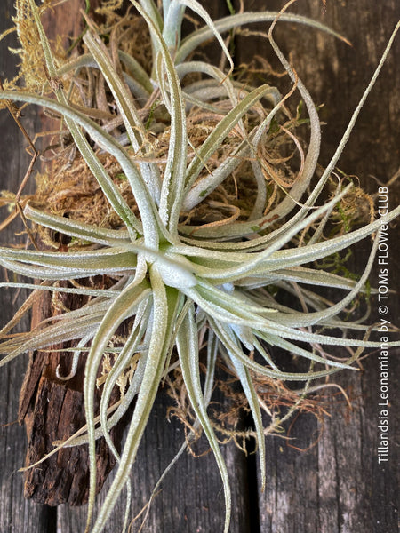 Tillandsia leonamiana tied to driftwood with silvery-green leaves from TOMs FLOWer CLUB.