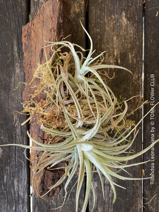 Tillandsia leonamiana tied to driftwood with silvery-green leaves from TOMs FLOWer CLUB.