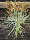 Tillandsia magnusiana mounted on driftwood, enjoying natural rain and wind at TOMs FLOWer CLUB.