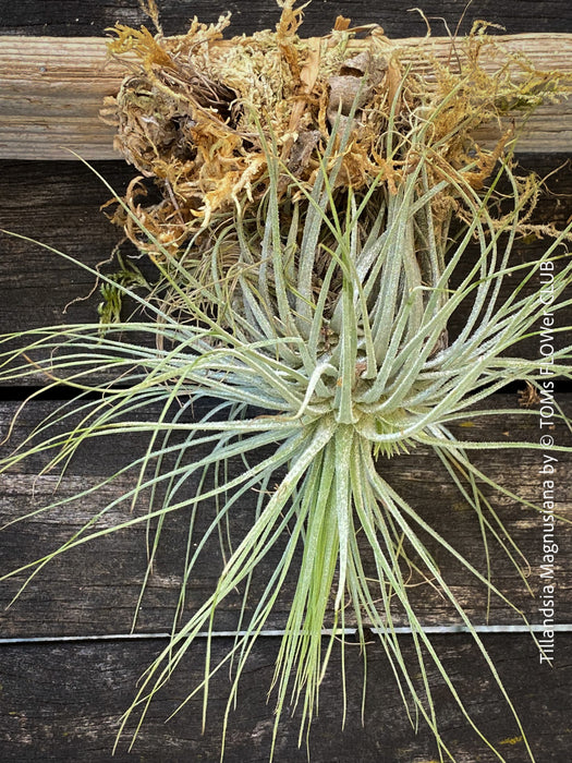 Tillandsia magnusiana mounted on driftwood, enjoying natural rain and wind at TOMs FLOWer CLUB.