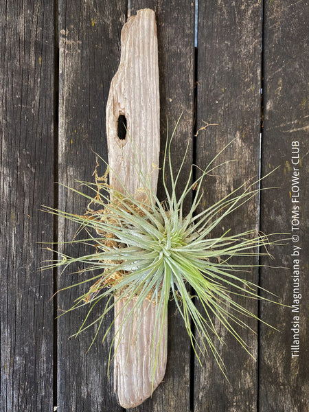 Tillandsia magnusiana tied to driftwood with gray-green leaves from TOMs FLOWer CLUB.