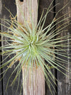 Tillandsia magnusiana mounted on driftwood, enjoying natural rain and wind at TOMs FLOWer CLUB.