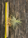 Tillandsia magnusiana mounted on driftwood, enjoying natural rain and wind at TOMs FLOWer CLUB.