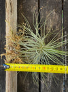 Organically grown Tillandsia magnusiana with red or purple flowers from TOMs FLOWer CLUB.