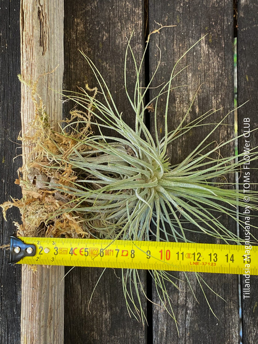 magnusiana air plant Tillandsia Magnusiana on Driftwood | organically grown air plants for sale
