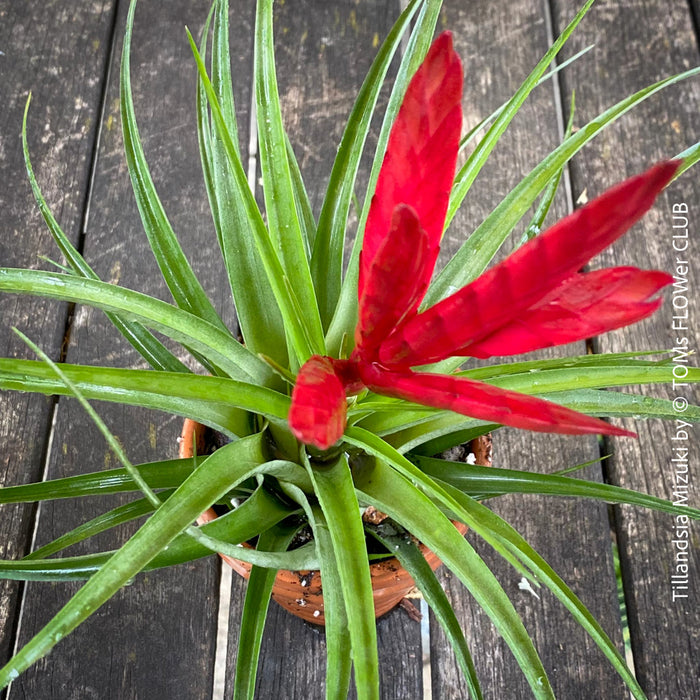 Tillandsia Mizuki, Bromelias, Tillandsia, Airplant, organically grown plants for sale at TOMs FLOWer CLUB.