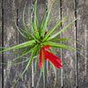 Tillandsia Mizuki, Bromelias, Tillandsia, Airplant, organically grown plants for sale at TOMs FLOWer CLUB.