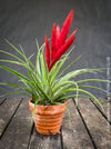 Tillandsia Mizuki, Bromelias, Tillandsia, Airplant, organically grown plants for sale at TOMs FLOWer CLUB.