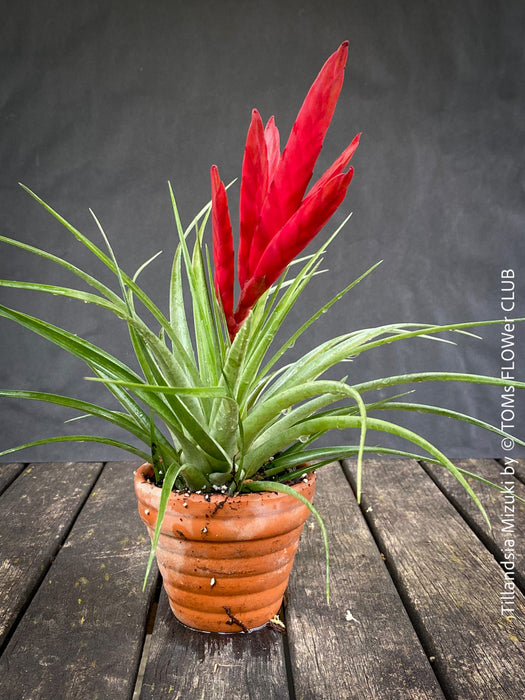 Tillandsia Mizuki, Bromelias, Tillandsia, Airplant, organically grown plants for sale at TOMs FLOWer CLUB.