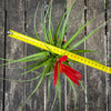 Tillandsia Mizuki, Bromelias, Tillandsia, Airplant, organically grown plants for sale at TOMs FLOWer CLUB.