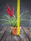 Tillandsia Mizuki, Bromelias, Tillandsia, Airplant, organically grown plants for sale at TOMs FLOWer CLUB.