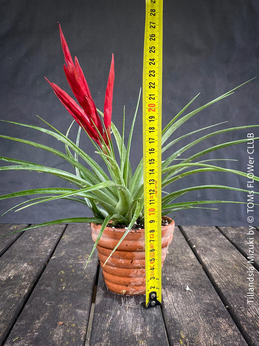 Tillandsia Mizuki, Bromelias, Tillandsia, Airplant, organically grown plants for sale at TOMs FLOWer CLUB.