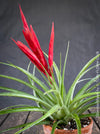 Tillandsia Mizuki, Bromelias, Tillandsia, Airplant, organically grown plants for sale at TOMs FLOWer CLUB.