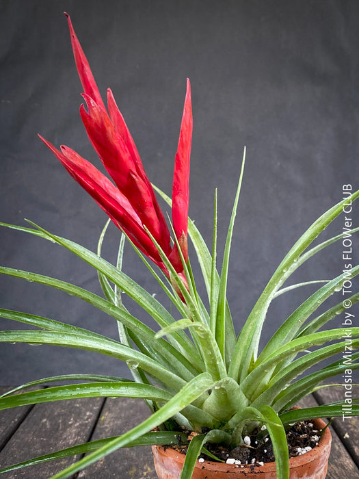 Tillandsia Mizuki, Bromelias, Tillandsia, Airplant, organically grown plants for sale at TOMs FLOWer CLUB.