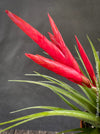 Tillandsia Mizuki, Bromelias, Tillandsia, Airplant, organically grown plants for sale at TOMs FLOWer CLUB.