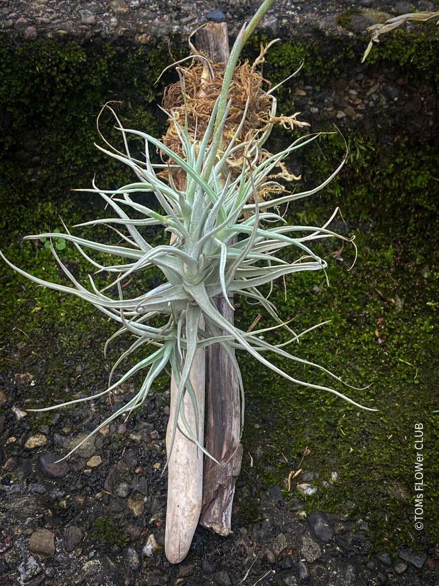 Tillandsia paleacea | organically grown tropical air plants | TOMs